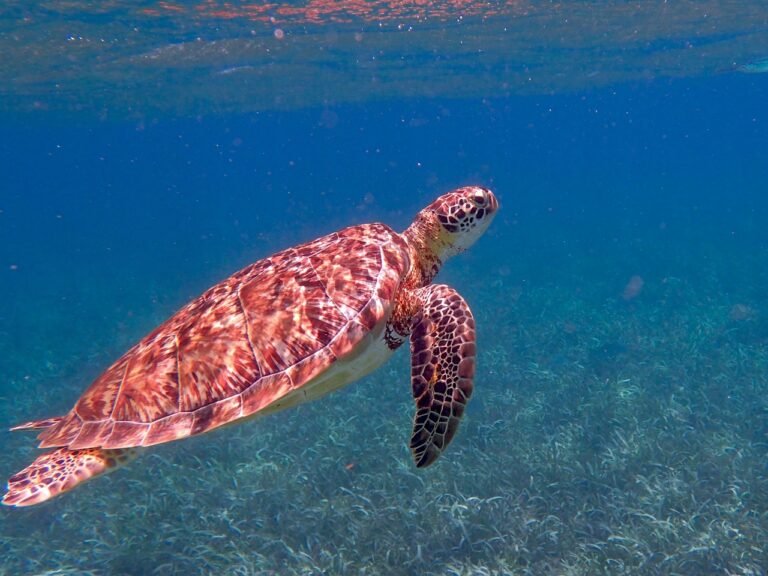 turtle, belize, ocean-1958058.jpg